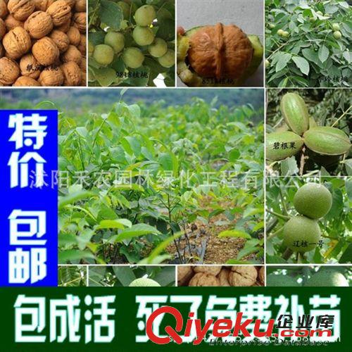 果樹 批發果樹苗zz嫁接五月紅水蜜桃樹苗品種全價格低包郵包成活