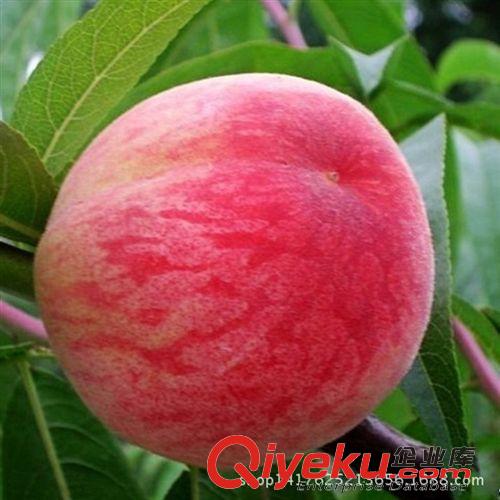 果樹 嫁接大紅袍板栗苗盆栽地栽果樹苗北方南方種植水果樹苗木批發