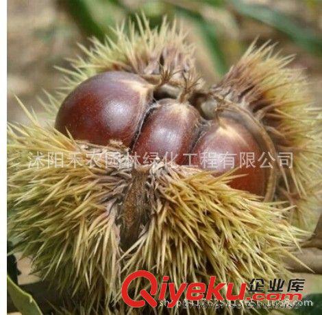 果樹 批發(fā)果樹苗安哥諾李子南方種植北方地栽 李子苗 當(dāng)年結(jié)果 包郵