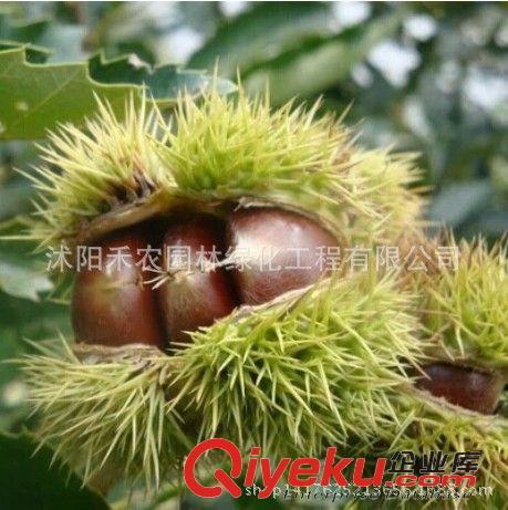 果樹 嫁接大紅袍板栗苗盆栽地栽果樹苗北方南方種植水果樹苗木批發原始圖片2