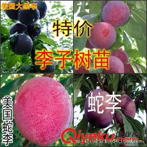 果樹 批發果樹苗冬棗苗行道樹類 南方種植 棗樹苗北方盆栽 地栽包成活