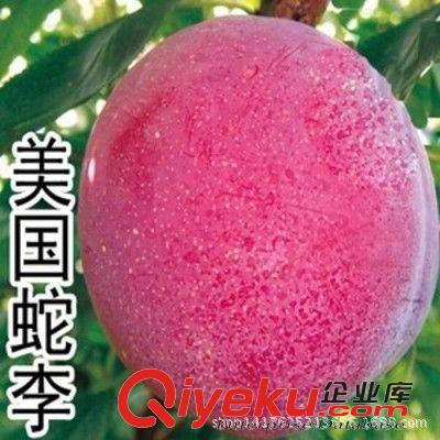 果樹 批發(fā)果樹苗安哥諾李子南方種植北方地栽 李子苗 當(dāng)年結(jié)果 包郵原始圖片2