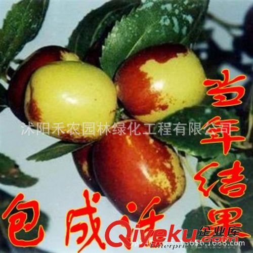 果樹 mh桃苗 果樹苗mh桃樹苗 mh桃苗包成活 mh桃苗批發包郵