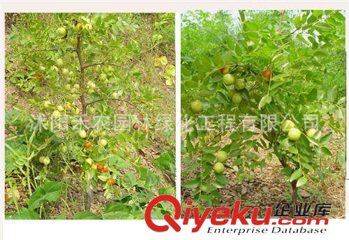 果樹 批發果樹苗冬棗苗行道樹類 南方種植 棗樹苗北方盆栽 地栽包成活原始圖片2