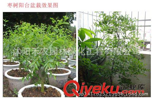 果樹 批發果樹苗冬棗苗行道樹類 南方種植 棗樹苗北方盆栽 地栽包成活原始圖片3