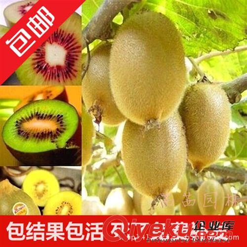 果樹 蘋果樹苗批發 南方北方果樹苗 紅富士當年結果包成活滿百包郵