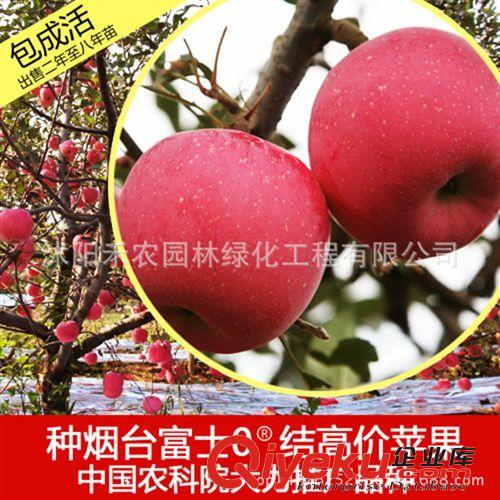 果樹 果樹苗火晶柿子苗嫁接日本甜柿子樹苗 南北方種植當年結果包郵