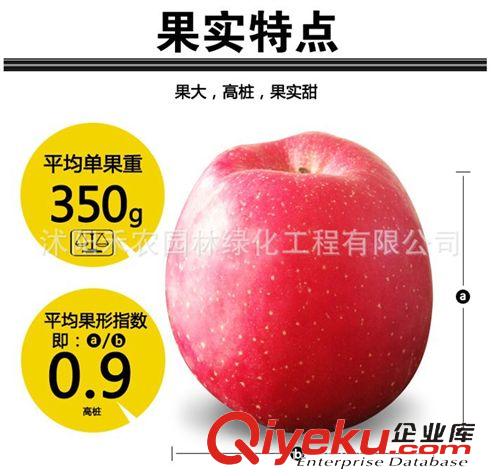 果樹 蘋果樹苗批發 南方北方果樹苗 紅富士當年結果包成活滿百包郵原始圖片2