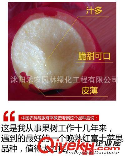 果樹 蘋果樹苗批發 南方北方果樹苗 紅富士當年結果包成活滿百包郵原始圖片3