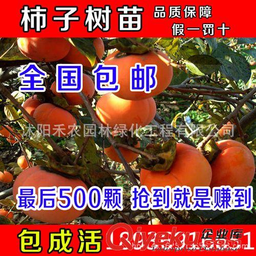 果樹 果樹苗大五菱山楂苗 當年結果嫁接苗 大果山楂苗南北方盆栽/地栽