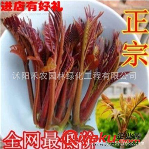 果樹 橘子果樹苗地栽桔子苗陽臺盆栽金桔苗砂糖橘無核沙糖桔包郵包成活