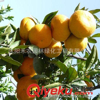 果樹 橘子果樹苗地栽桔子苗陽臺盆栽金桔苗砂糖橘無核沙糖桔包郵包成活原始圖片3