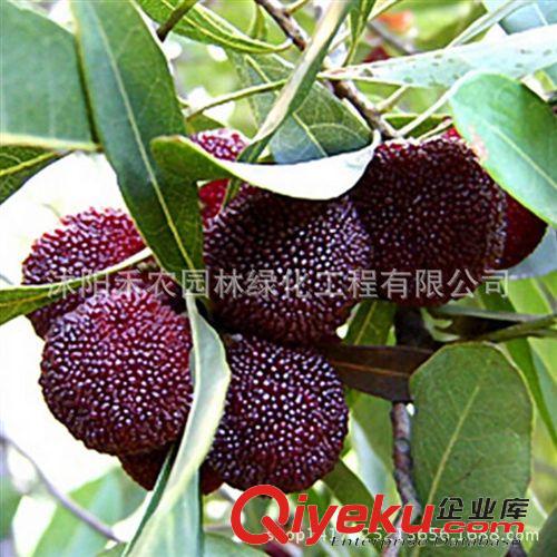 果樹 批發果樹苗 庭院梨樹苗梨樹苗批發 嫁接梨樹苗抗寒地栽可盆栽包郵
