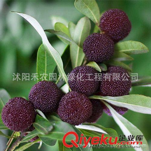 果樹 果樹苗批發 東魁楊梅樹苗嫁接苗盆栽/地栽南方北方種植包郵包成活原始圖片3