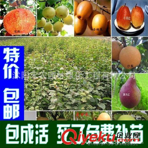 果樹 果樹苗柚子樹苗zz沙田紅心平和文旦紅柚子南北方種植包郵包成活