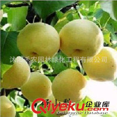 果樹 批發果樹苗 庭院梨樹苗梨樹苗批發 嫁接梨樹苗抗寒地栽可盆栽包郵原始圖片2