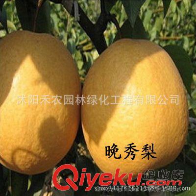果樹 批發果樹苗 庭院梨樹苗梨樹苗批發 嫁接梨樹苗抗寒地栽可盆栽包郵原始圖片3