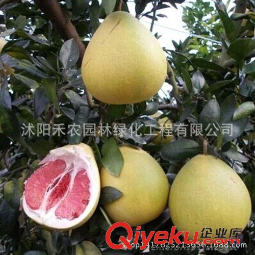 果樹 枇杷苗果樹苗盆栽 大五星枇杷樹苗 枇杷苗批發 當年結果 包郵