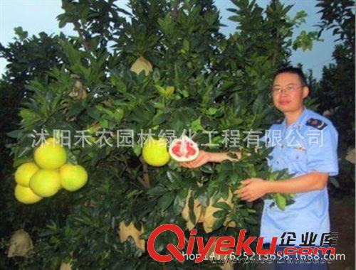 果樹 果樹苗柚子樹苗zz沙田紅心平和文旦紅柚子南北方種植包郵包成活原始圖片2