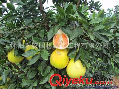 果樹 果樹苗柚子樹苗zz沙田紅心平和文旦紅柚子南北方種植包郵包成活原始圖片3