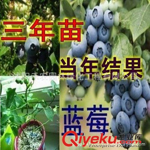 果樹 枇杷苗果樹苗盆栽 大五星枇杷樹苗 枇杷苗批發 當年結果 包郵