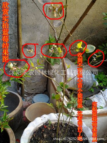 果樹 批發(fā)水果樹苗南方北方品種齊全藍(lán)莓苗 地栽盆栽包郵包成活原始圖片3