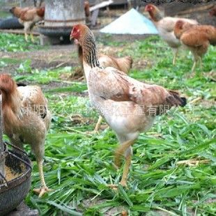 其他農(nóng)作物種子、種苗 包郵黃竹草牧草種子皇竹草種子新型黃竹草種子 高產(chǎn)量 包發(fā)芽率原始圖片2