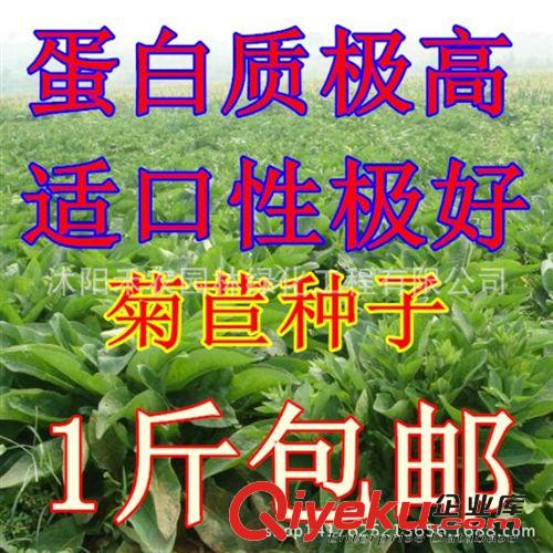 其他農(nóng)作物種子、種苗 包郵黃竹草牧草種子皇竹草種子新型黃竹草種子 高產(chǎn)量 包發(fā)芽率
