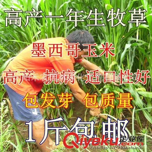 其他農作物種子、種苗 菊苣種子多年生耐寒牧草種子高產超越魯梅克斯蛋白質含量高包郵