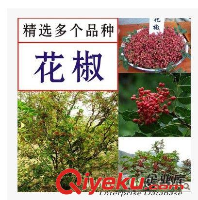 喬木 正宗嫁接紅絲帶日本紅楓樹苗綠化苗木批發 包品種 楓樹規格全