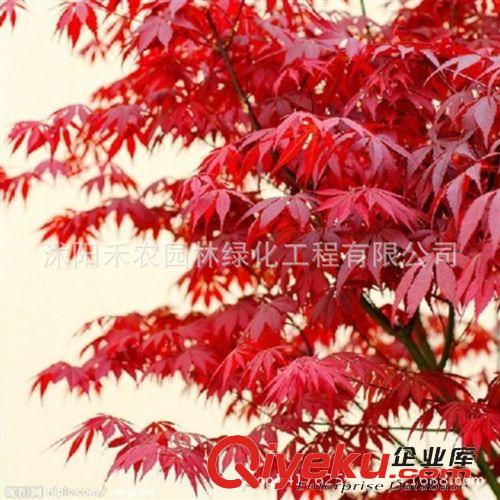 喬木 正宗嫁接紅絲帶日本紅楓樹苗綠化苗木批發 包品種 楓樹規格全