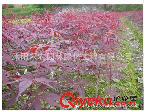 喬木 正宗嫁接紅絲帶日本紅楓樹苗綠化苗木批發 包品種 楓樹規格全原始圖片2