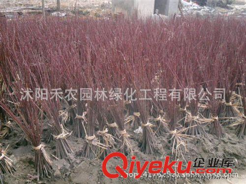 喬木 正宗嫁接紅絲帶日本紅楓樹苗綠化苗木批發 包品種 楓樹規格全原始圖片3