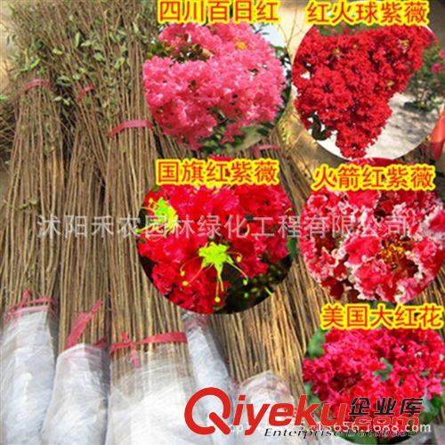喬木 櫻花樹苗批發(fā) 嫁接櫻花 綠化苗木櫻花小苗 當(dāng)年開花速生櫻花苗