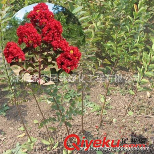喬木 綠化工程苗木 百日紅 美國紅火箭紫薇樹苗 批發速生紫薇小苗原始圖片2