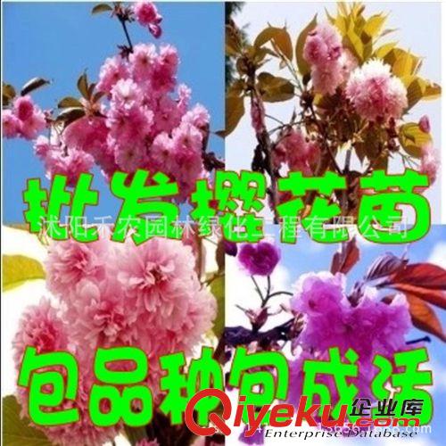 喬木 綠化工程苗木行道樹高桿大葉女貞樹苗大葉女貞小苗大葉女貞批發(fā)