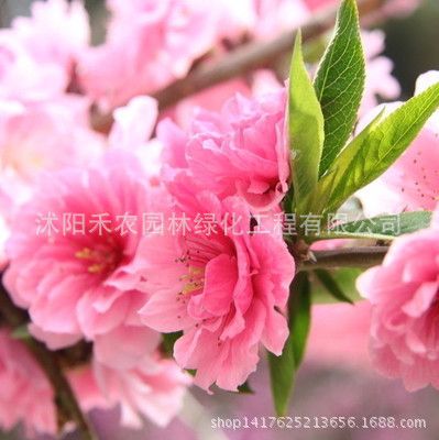 喬木 櫻花樹苗批發(fā) 嫁接櫻花 綠化苗木櫻花小苗 當(dāng)年開花速生櫻花苗原始圖片3