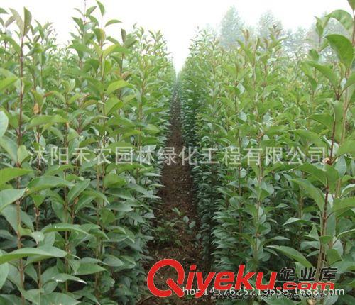 喬木 綠化工程苗木行道樹高桿大葉女貞樹苗大葉女貞小苗大葉女貞批發(fā)原始圖片2