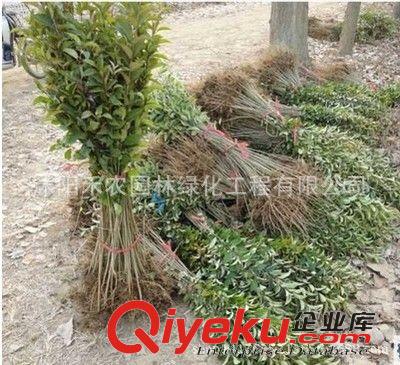 喬木 綠化工程苗木行道樹高桿大葉女貞樹苗大葉女貞小苗大葉女貞批發(fā)原始圖片3