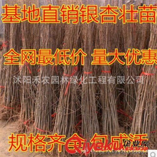 喬木 批發(fā)綠化苗木 玉蘭小苗 玉蘭樹苗（紫 白 黃 二喬）玉蘭苗 包成活