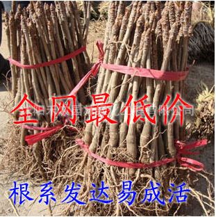 喬木 中國國樹 銀杏樹苗 白果樹苗 果樹苗 銀杏小苗 銀杏苗 滿萬包郵原始圖片2
