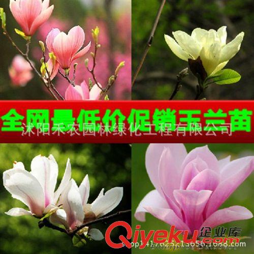 喬木 國槐小苗 綠化苗木批發(fā) 工程花卉樹苗 國槐樹苗包成活