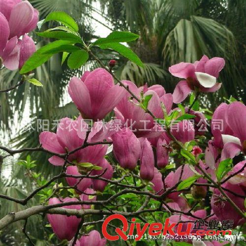 喬木 批發(fā)綠化苗木 玉蘭小苗 玉蘭樹苗（紫 白 黃 二喬）玉蘭苗 包成活原始圖片2