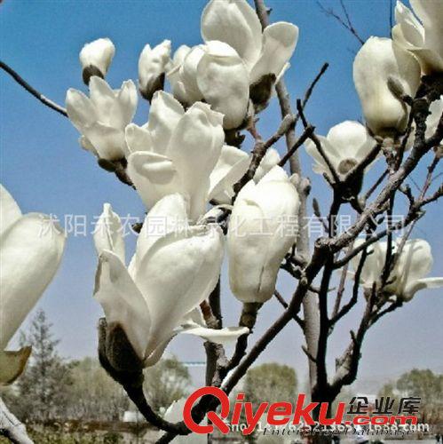 喬木 批發(fā)綠化苗木 玉蘭小苗 玉蘭樹苗（紫 白 黃 二喬）玉蘭苗 包成活原始圖片3