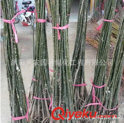 喬木 國槐小苗 綠化苗木批發(fā) 工程花卉樹苗 國槐樹苗包成活原始圖片2