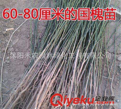 喬木 國槐小苗 綠化苗木批發(fā) 工程花卉樹苗 國槐樹苗包成活原始圖片3