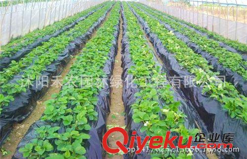 農(nóng)用薄膜 塑料薄膜 地膜 黑色地膜一卷是8斤重 1米 1.5米2米寬黑地膜原始圖片2