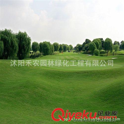 種苗、種子、種球 美國(guó)四季青草坪種子 踩不死 草坪種子 耐踐踏 草籽草坪不修剪包郵原始圖片2