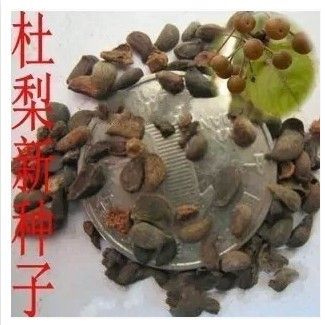 種苗、種子、種球 新品杜梨種子 棠梨 海棠梨 野梨子 土梨 綠化行道林木苗木樹種子