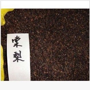 種苗、種子、種球 新品杜梨種子 棠梨 海棠梨 野梨子 土梨 綠化行道林木苗木樹種子原始圖片3